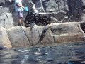 Aquário de Santos - Alimentando o Leao Marinho 