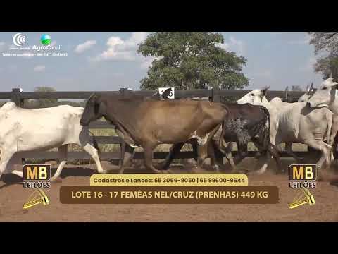 518 LEILO VIRTUAL MB LEILES