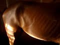 My Horse Cam Beaster