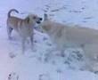 3 Dogs Playing in the snow