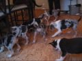 Vilda-Meduza's puppies soon moving