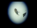 Weevil