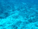 White Tip Sharks x5.AVI White Tip Sharks x5.AVI