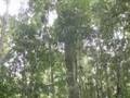 The Promise - Chimpanzee Conservation, Cameroon