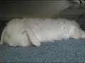 The \"Stoned\" Rabbit.