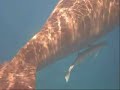 nunzio izzo castellammare di stabia mostro marino nunzio izzo castellammare di stabia mostro marino