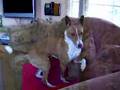 Basenji video