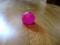 (uploaded by tripppp)&nbsp;Smashy pig
