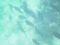 eye stripe surgeon fish schooling eye stripe surgeon fish schooling
