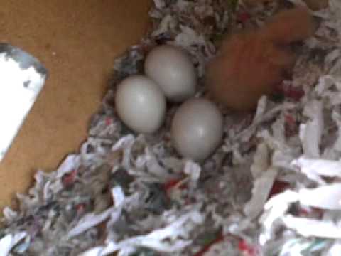 how to hatch love birds eggs