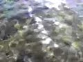 Acqua limpida
