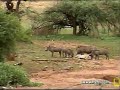 Warthogs Dining on Impala Carcass #1 at Pete\ Warthogs Dining on Impala Carcass #1 at Pete\