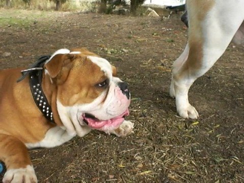 bulldog americano