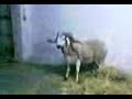 mouton vs jeune pit-bull mouton vs jeune pit-bull