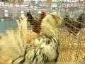 4-H Chicken Dance