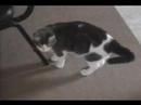 My cat Nermal on her 1st Birthday My cat Nermal on her 1st Birthday