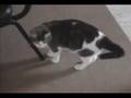 My cat Nermal on her 1st Birthday