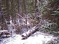 videos de Location of my bivy in Rocky Mountain National Park.