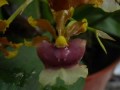 orquideas 1