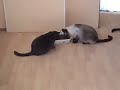 Cat Frenzy