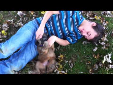 Our children love playing with the puppies. Its hard to tell whos having the most fun!