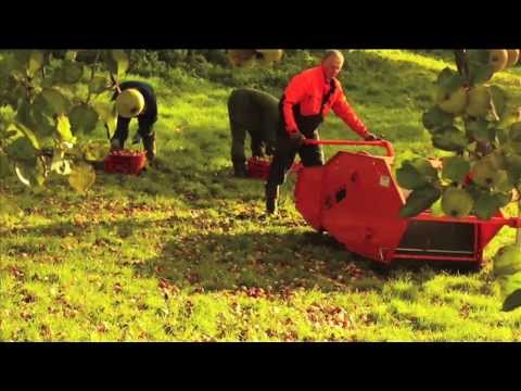how to harvest nutmeg