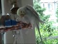 Dosha maakt zich mooi (voor de adoptie?) Dosha maakt zich mooi (voor de adoptie?)