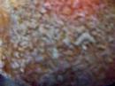 No-knead Bread Crackling No-knead Bread Crackling
