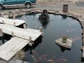 High Desert Koi Ponds Pound Tour High Desert Koi Ponds Pound Tour