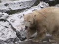 Knut! Knut!
