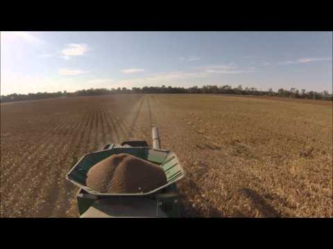 how to harvest milo