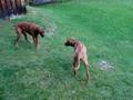 My Rhodesian Ridgeback