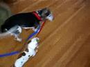 Mitch takes Nutmeg for a walk