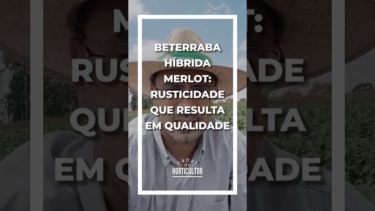Sanidade + Produtividade = Beterraba Híbrida Merlot!