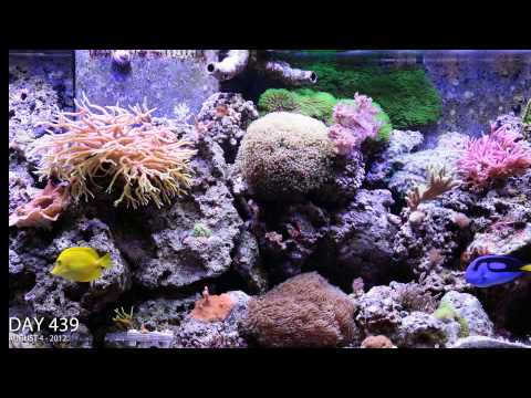 how to get rid of xenia coral