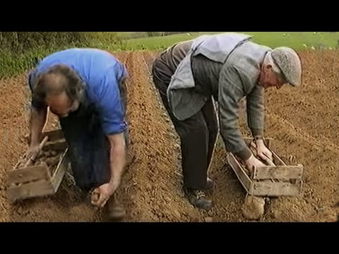 how to grow irish potatoes