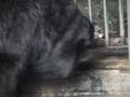 videos de クマの異常行動／動物園　１