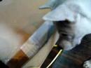 Kishu - Unpacking #2