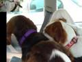 Rescue Transport X4