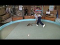 Man vs. King Cobra - AMAZING