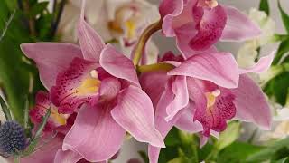 Коллекция «Орхидея» - цветущие сады, наполненные благоуханием прекрасных ампельных цветов