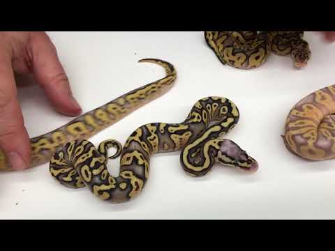 YouTube reptile video