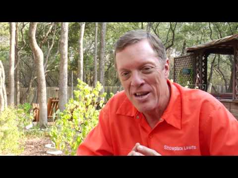 how to i get rid of earwigs