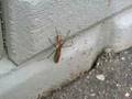 Creepy Crawlies II