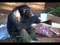 Christmas Chimps _ Honolulu Zoo Christmas Chimps _ Honolulu Zoo