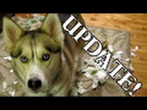 siberian husky