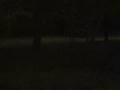 Fireflies 3 (music)