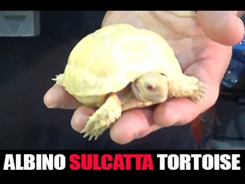 YouTube reptile video