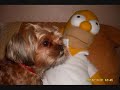 Cute Animals Part 1 Cute Animals Part 1