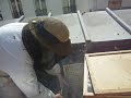 Desperately seeking the queen bee! Desperately seeking the queen bee!